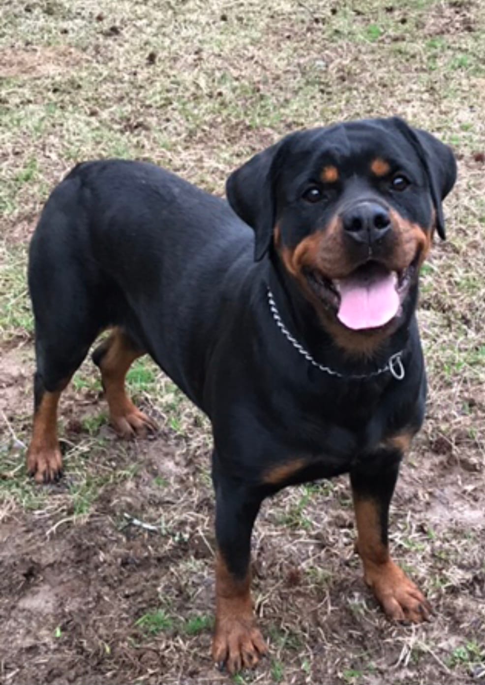 Customer photo review of Heavyweight Dog Choke Chain Collars