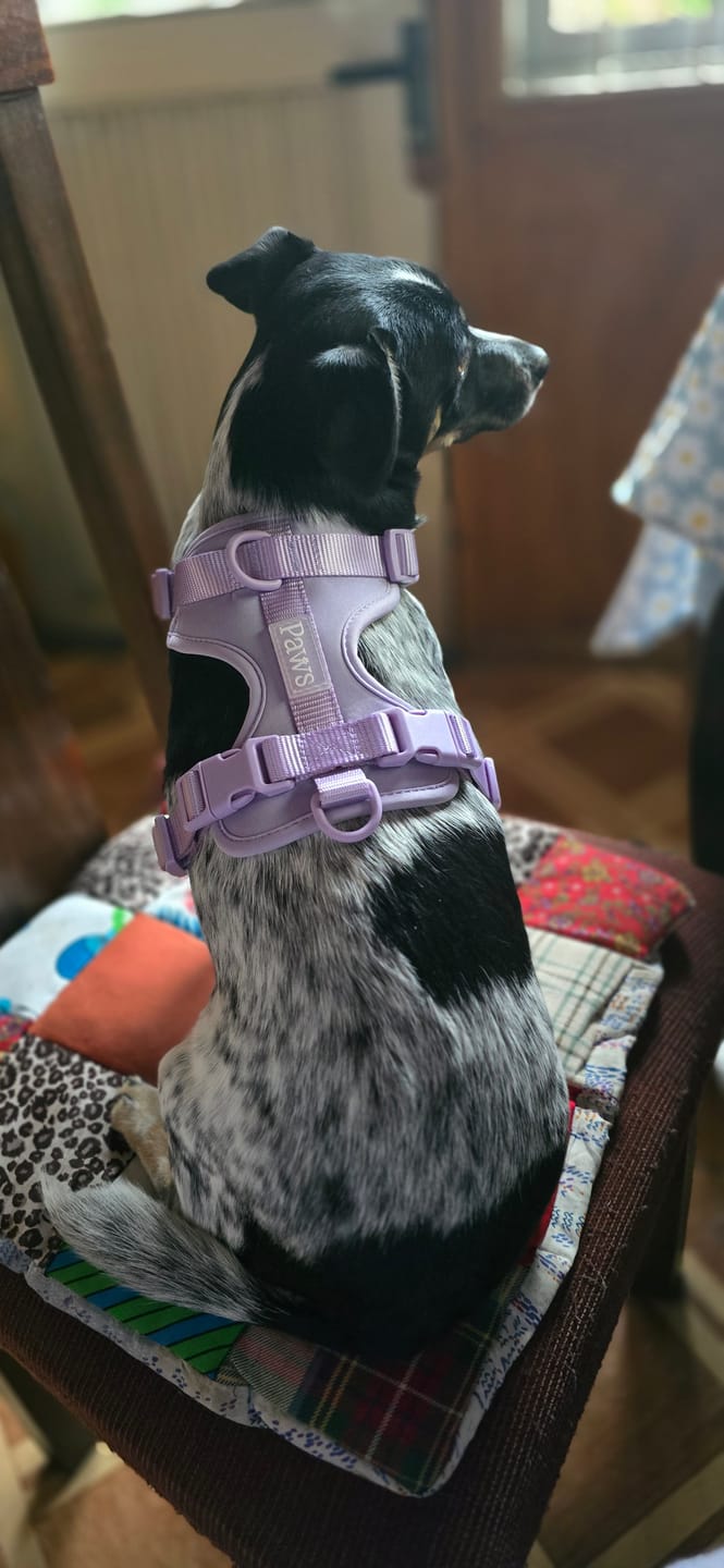 Customer photo review of Arnés Paws
