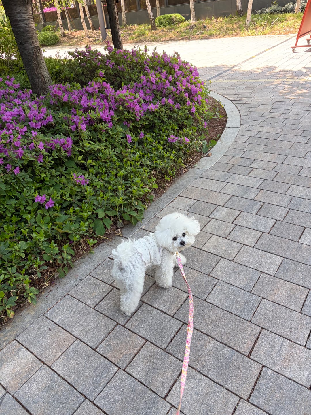 Customer photo review of Gentle Leash Bolt, 1.6m(15mm)_Flora