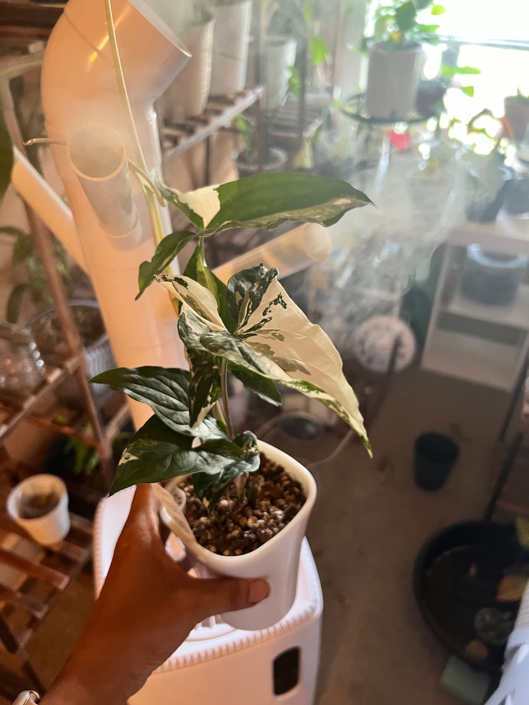 Customer photo review of Syngonium podophyllum albo variegata