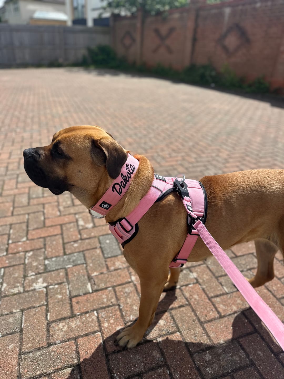 Customer photo review of 1.4m Swivel Combat Lead | Anti-Tangle & Secure Clip - Pink