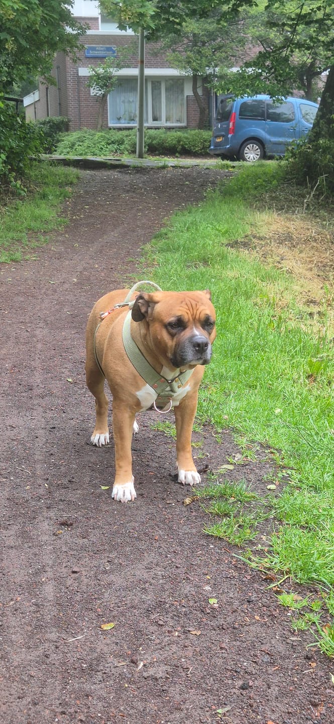 Customer photo review of Easy Walk Extreme Rose Olive Green - Sele med snabbspänne