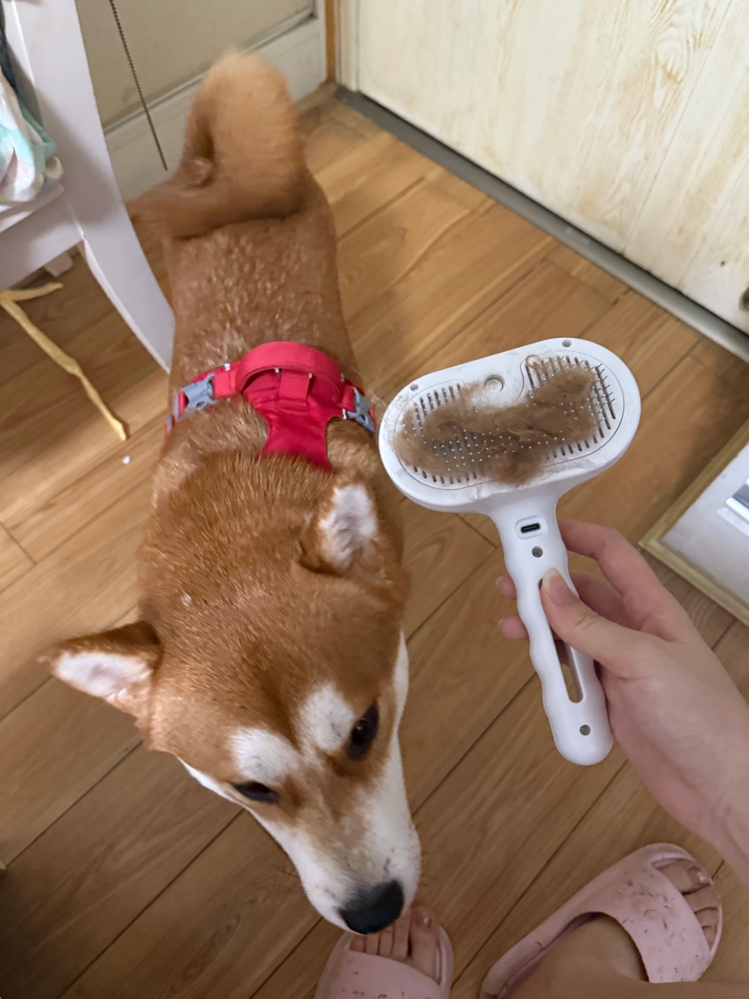 FurMist — Shiba Inu et brosse blanche pleine de poils captés, avis vérifié