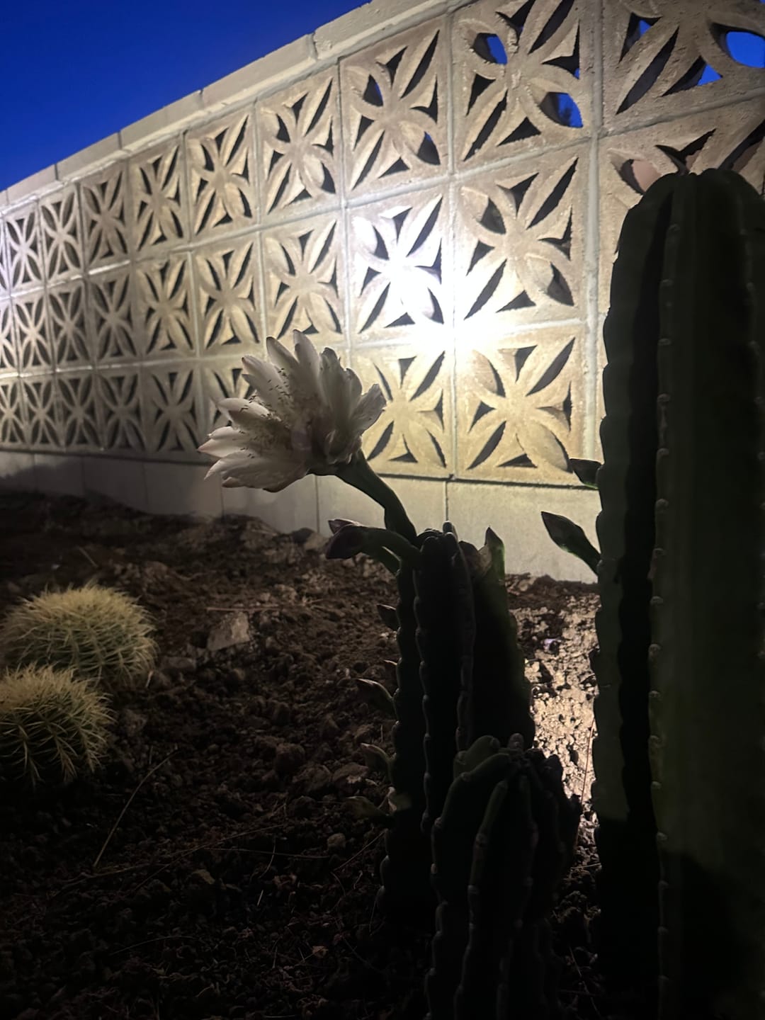Customer photo review of TSUN Warm White Solar Spot Lights with Separate