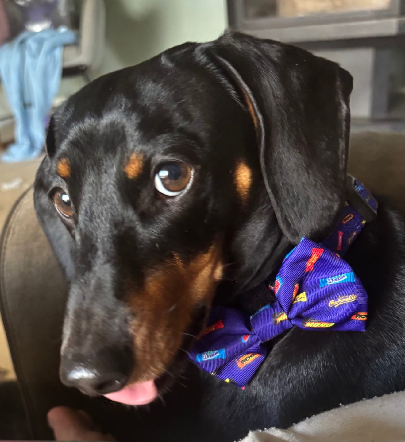 Customer photo review of HARNESS ADJUSTABLE - FAVEMUTTS