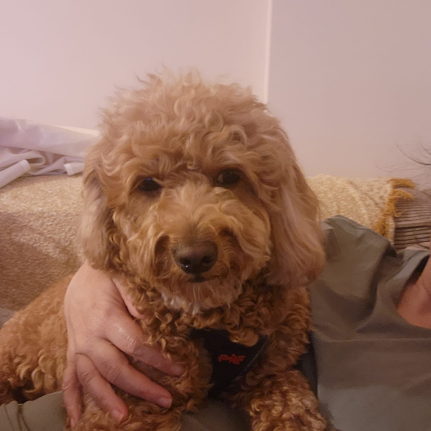 Customer photo review of Kuzulu Yetişkin Küçük Irk Köpek Maması 2 Kg