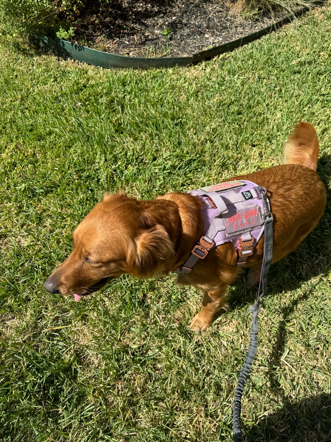 Customer photo review of HNTR 3.0 Dog Harness - Sofia
