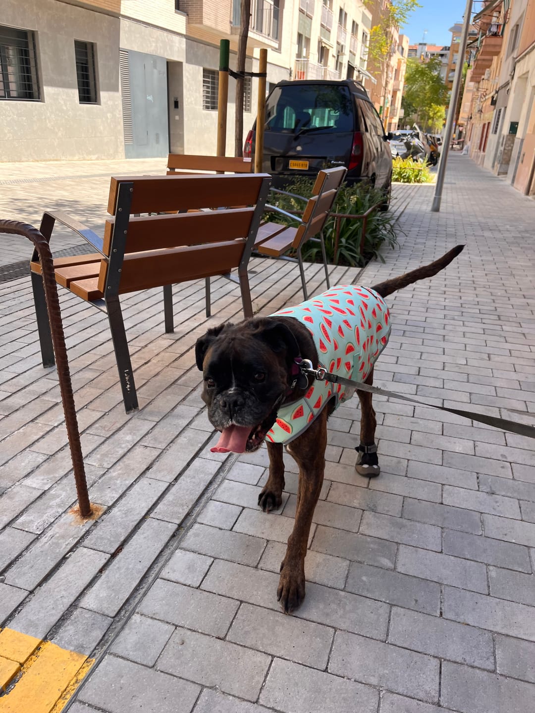 Customer photo review of Dog Cooling Vest - Watermelon