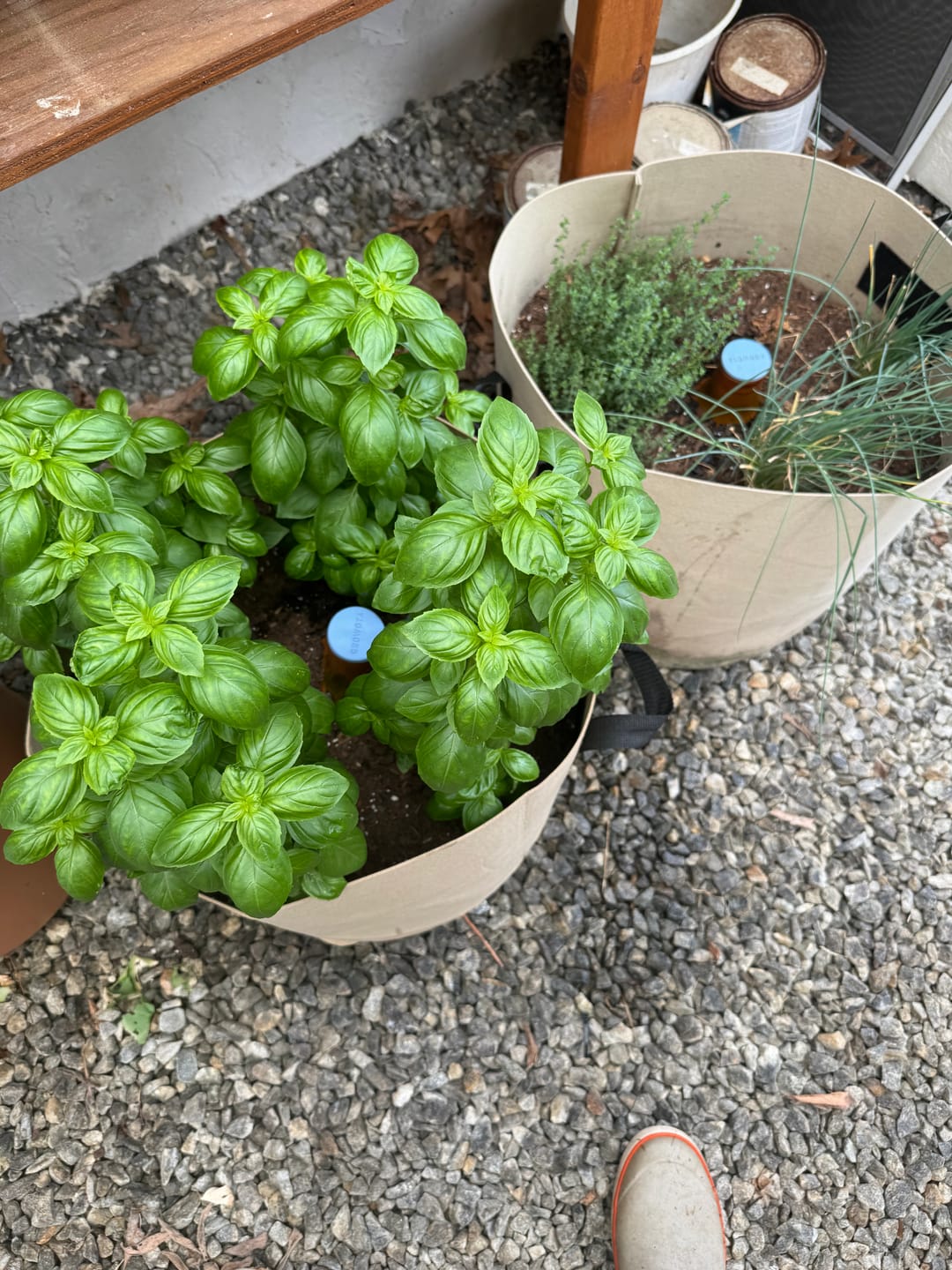 Customer photo review of Oya™ Watering Pot