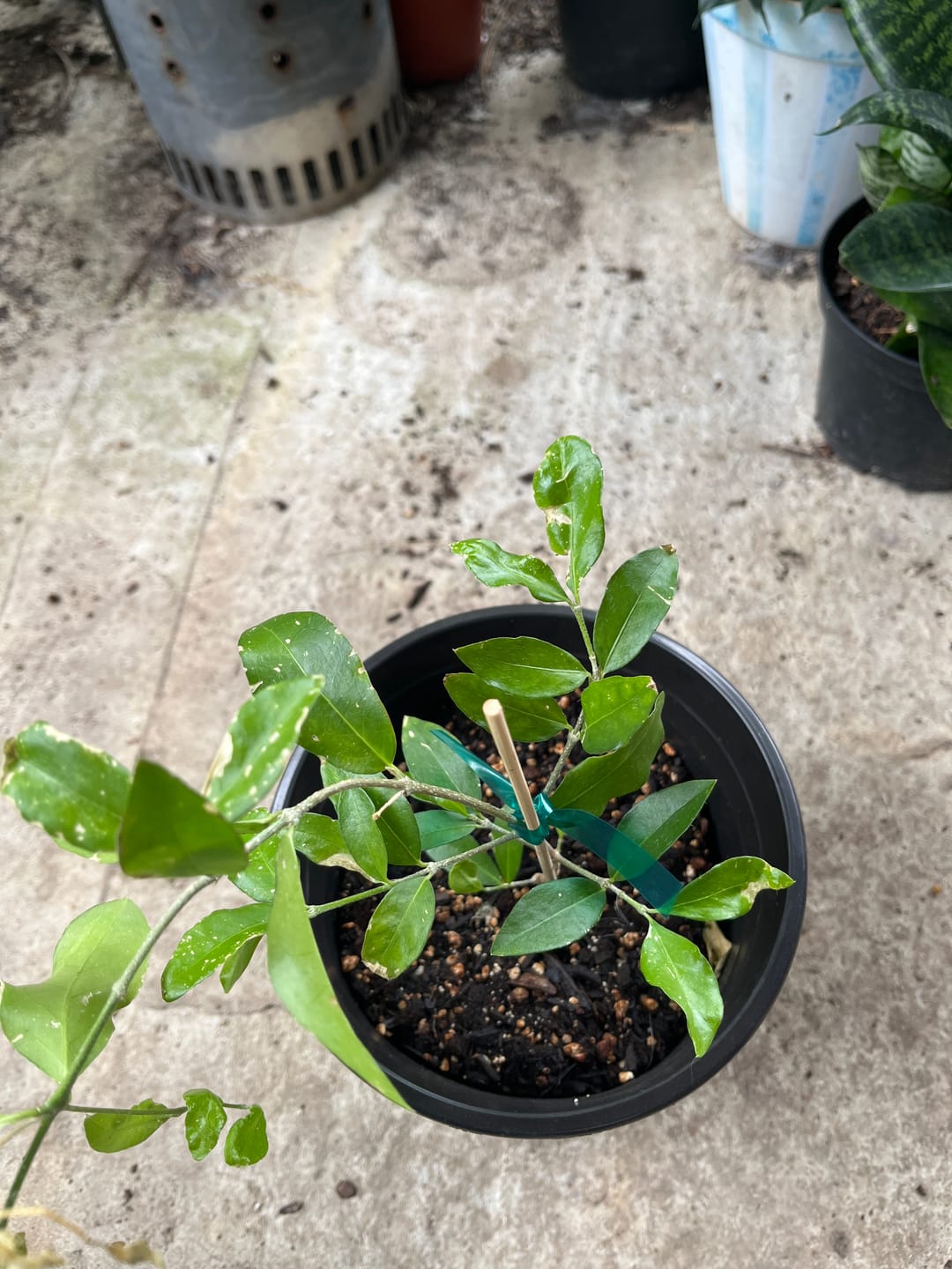 Customer photo review of Barbados Cherry (Acerola)