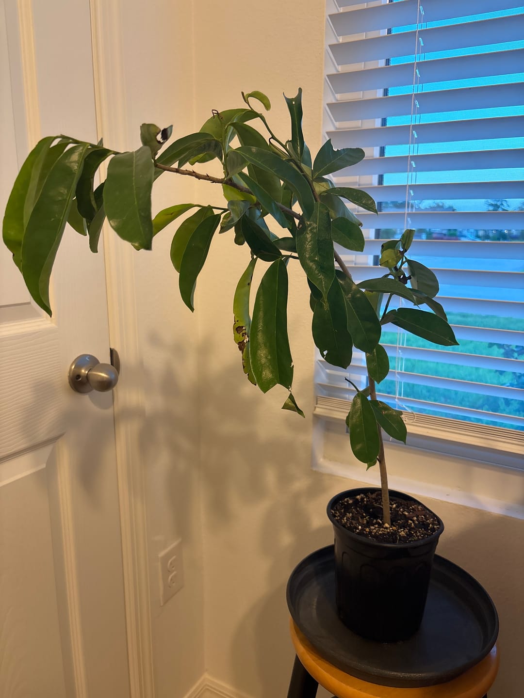 Customer photo review of Soursop / Guanabana Plant 24+ Inch
