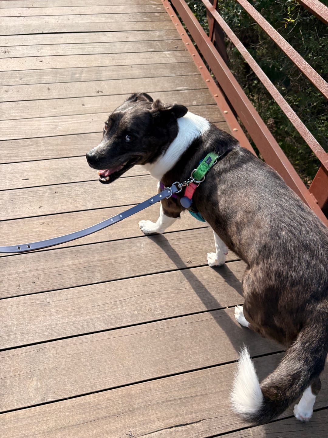 Customer photo review of Biothane Traffic Handle Dog Leash