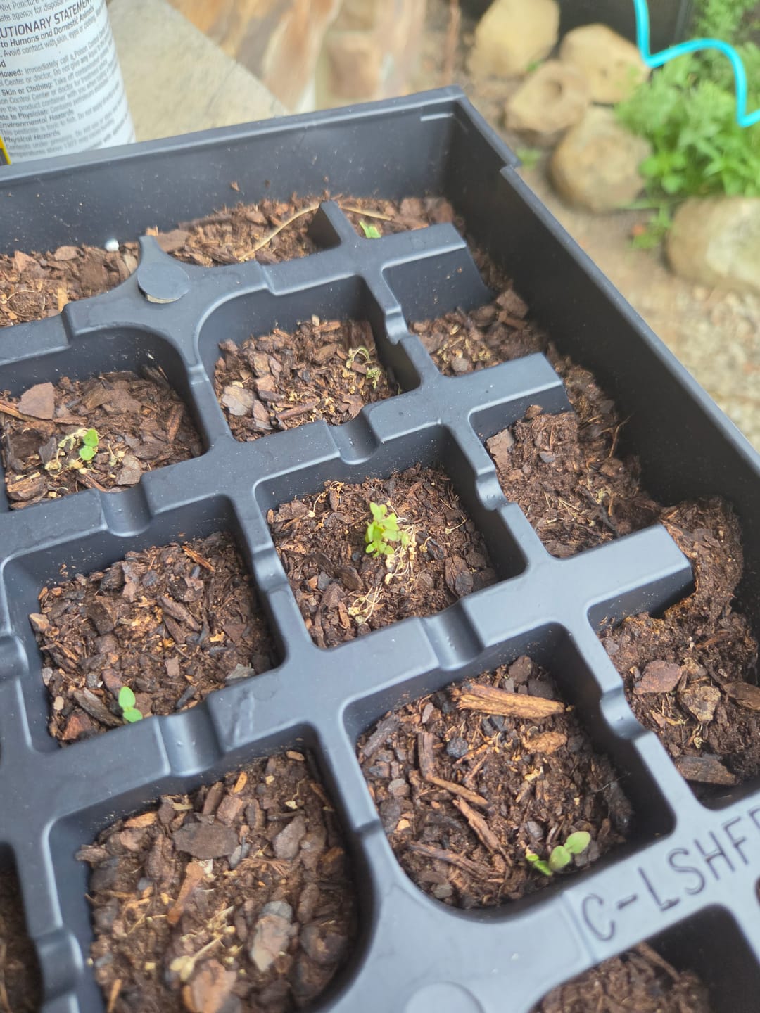 Customer photo review of Celosia, Cockscomb, Jura Salmon