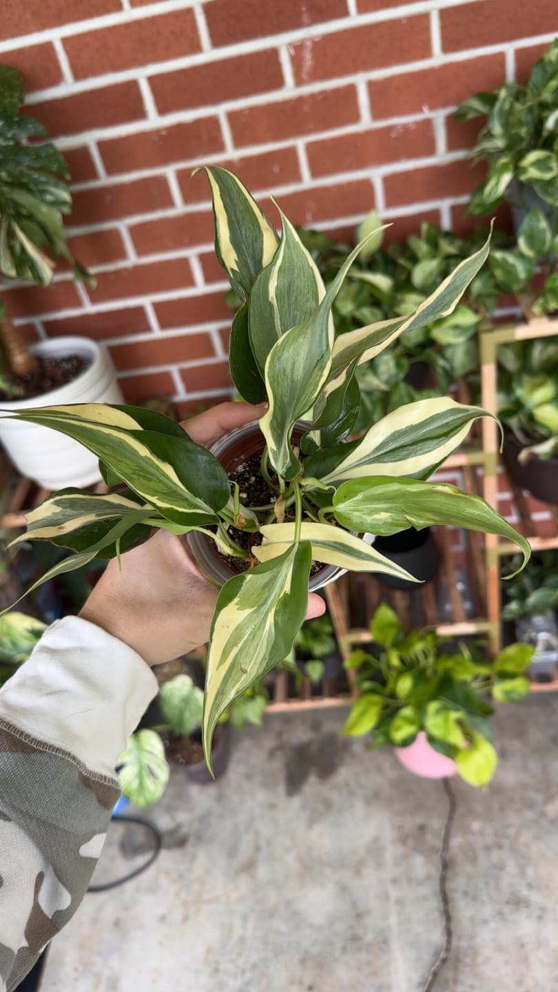 Customer photo review of Philodendron hederaceum 'Rio' - 3"