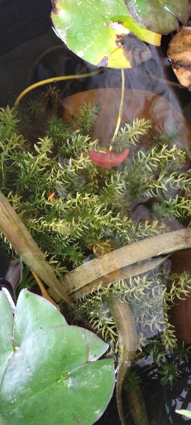 Customer photo review of ELODEA CANADENSIS