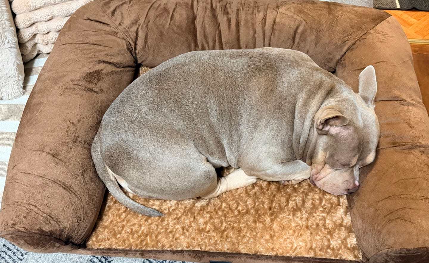 Customer photo review of Pet Sofa Bed