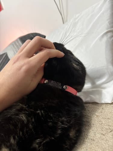 Customer photo review of Collar PVC Lavable Abrefácil (Gato)
