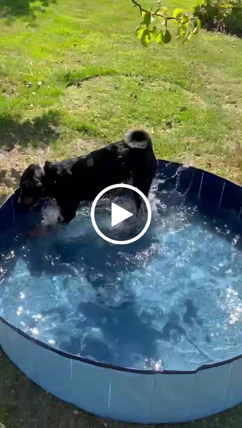 Customer video review of Wurmtest Plus Hund