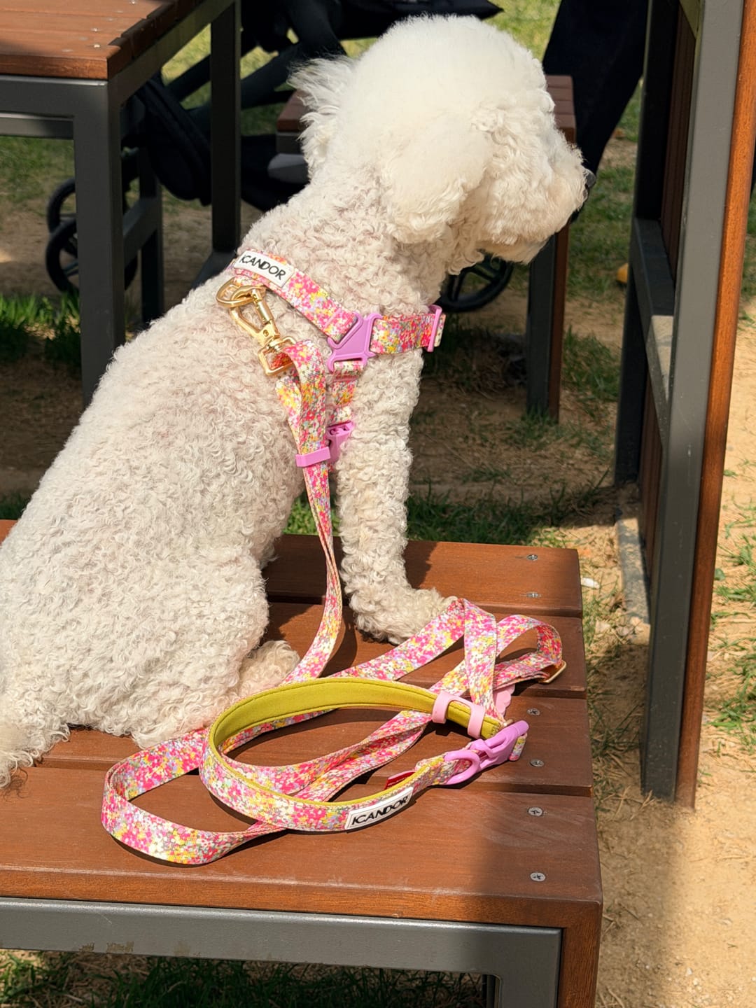 Customer photo review of Gentle Leash Bolt, Long_Flora