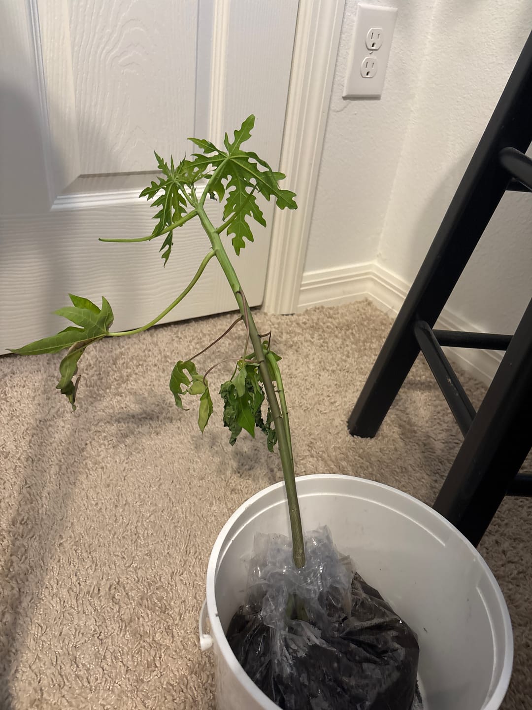 Customer photo review of Papaya Plant 12+ Inches (Dwarf Red Lady Papaya)