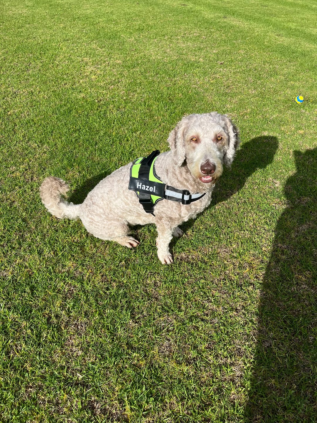 Customer photo review of NO PULL Personalized Dog Harness