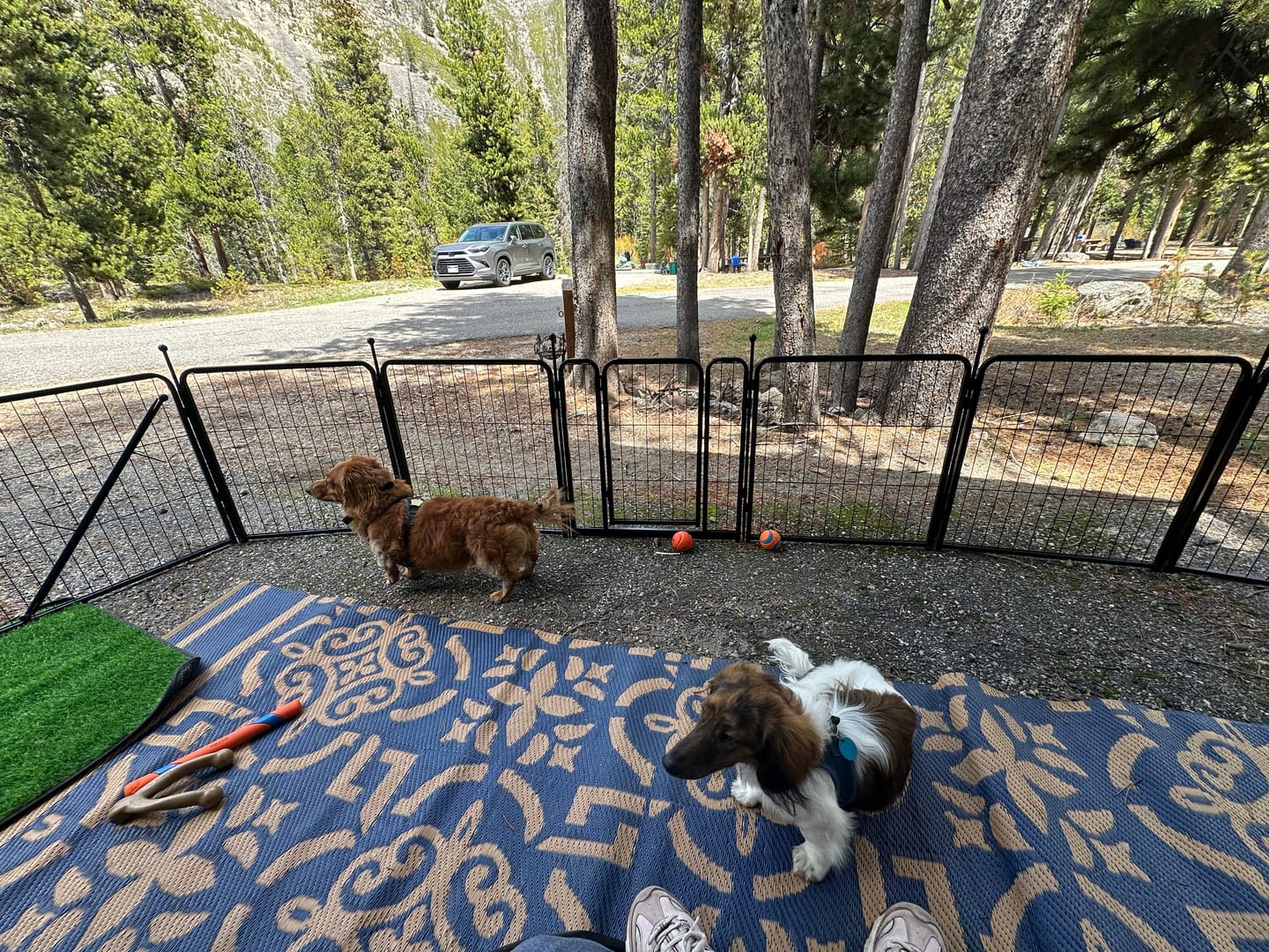 Customer photo review of Instant Dog Playpen – Quick Setup for RV Camping
