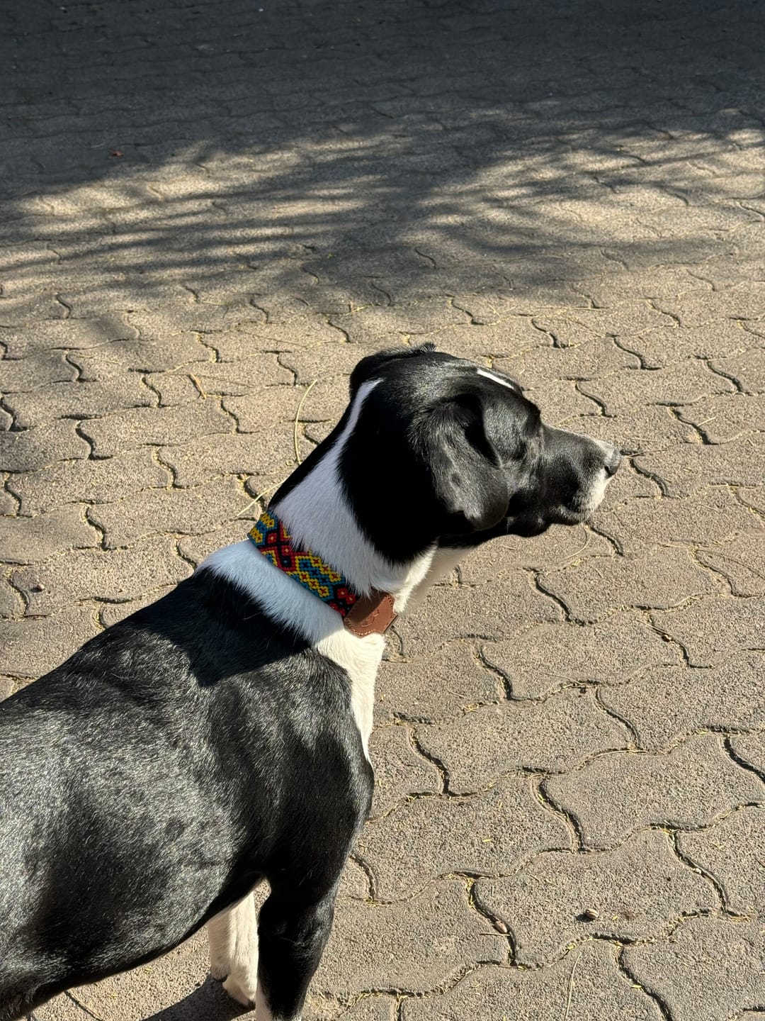 Customer photo review of Collar para Perro - Modelo México - Uso Decorativo