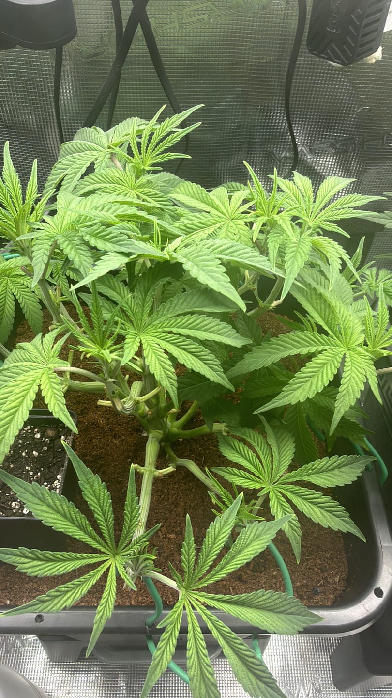 Customer photo review of Bio Hanferde 20L