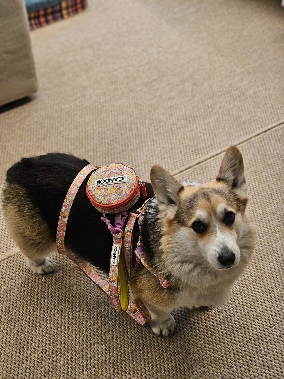 Customer photo review of No-Pull Harness_Flora