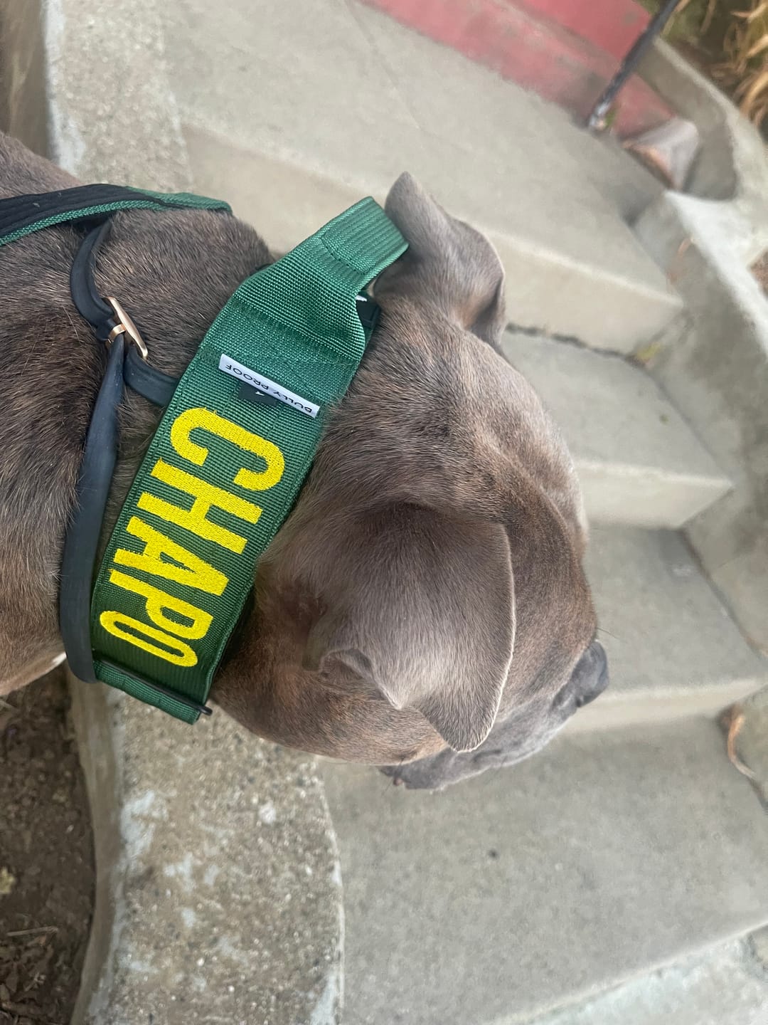 Customer photo review of Green Bully Proof Collar
