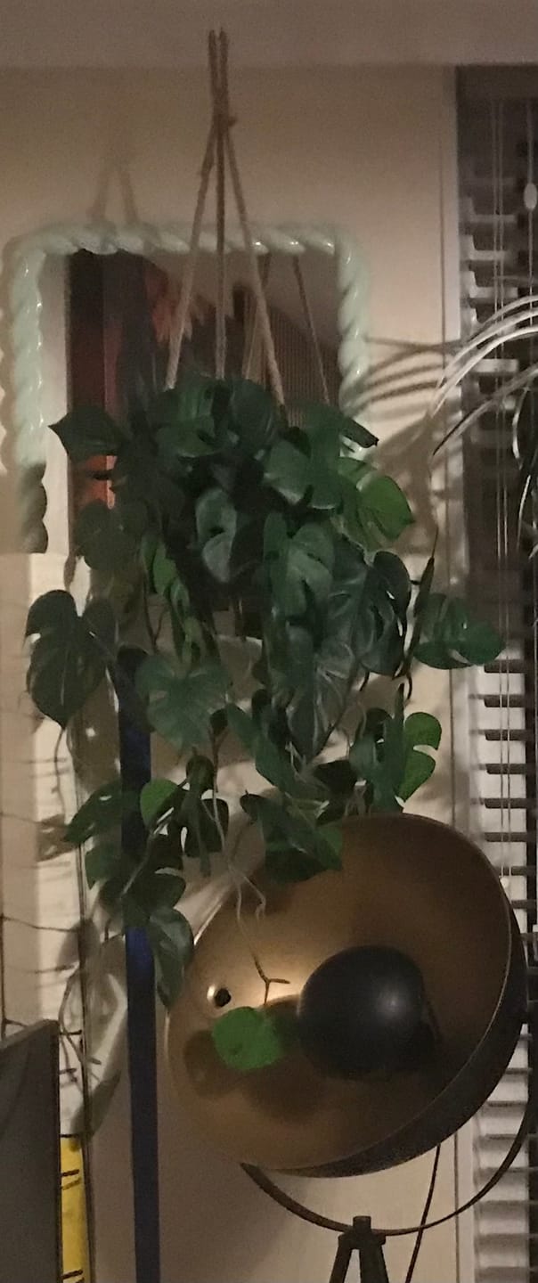 Customer photo review of Monstera Kunst Hangplant 95cm