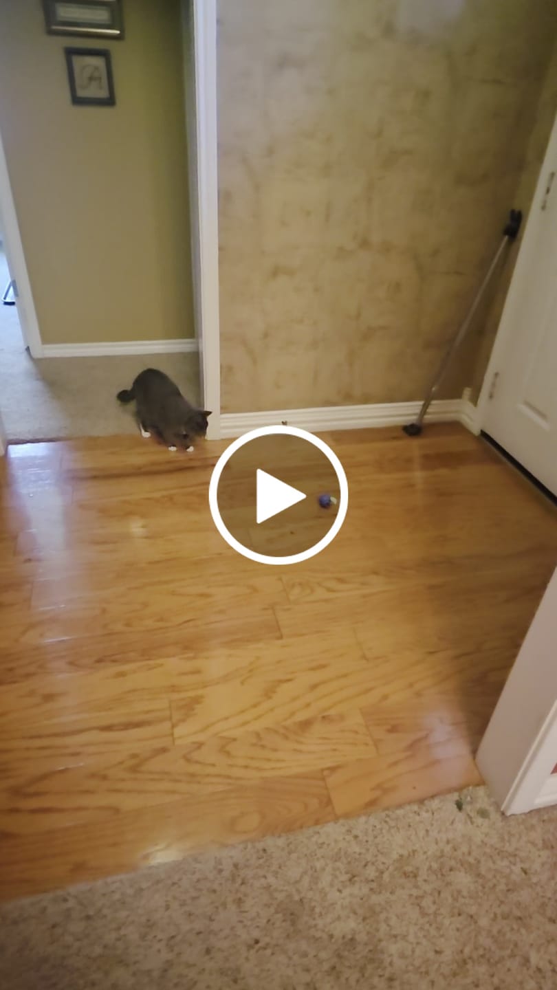 Customer video review of SPEEDY TAIL 2.0