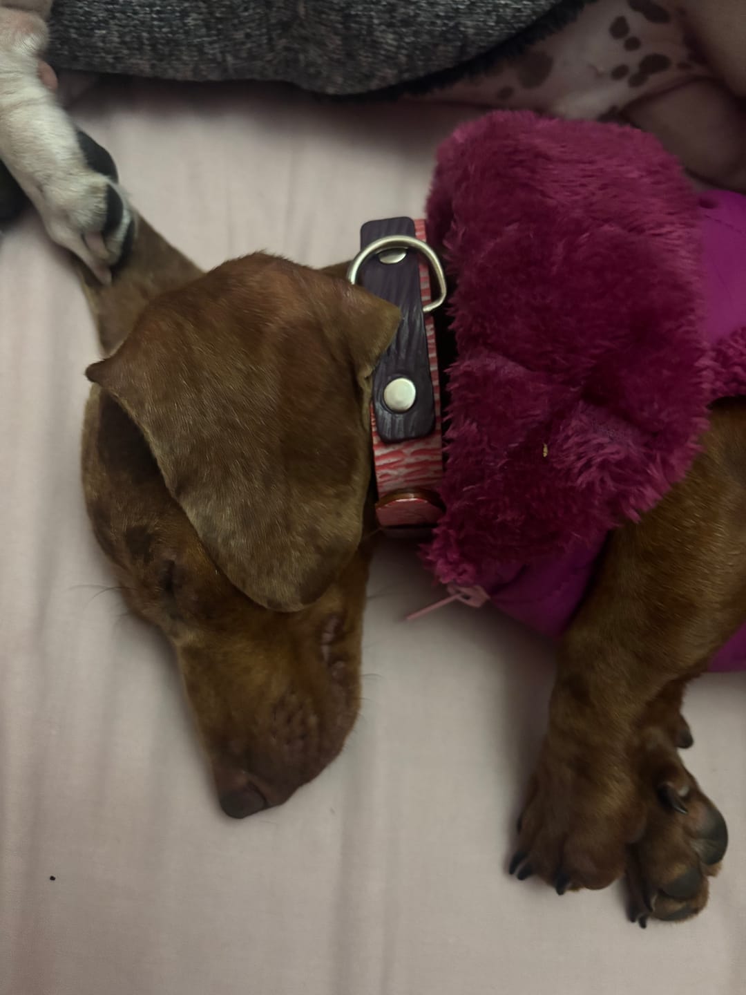 Customer photo review of Collar Duke Rosado Corrugado/Morado Corrugado