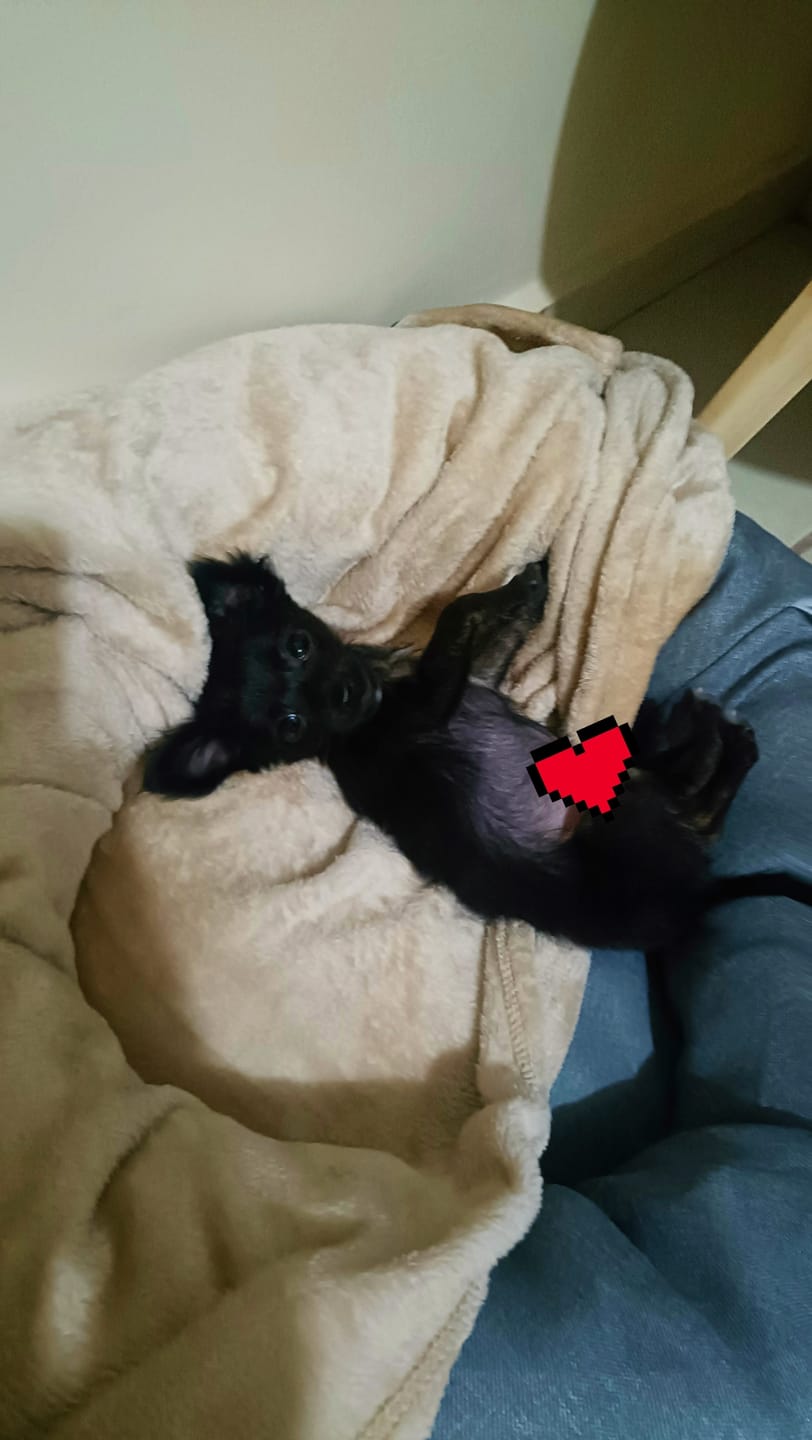 Customer photo review of Manta Relajante para Mascotas