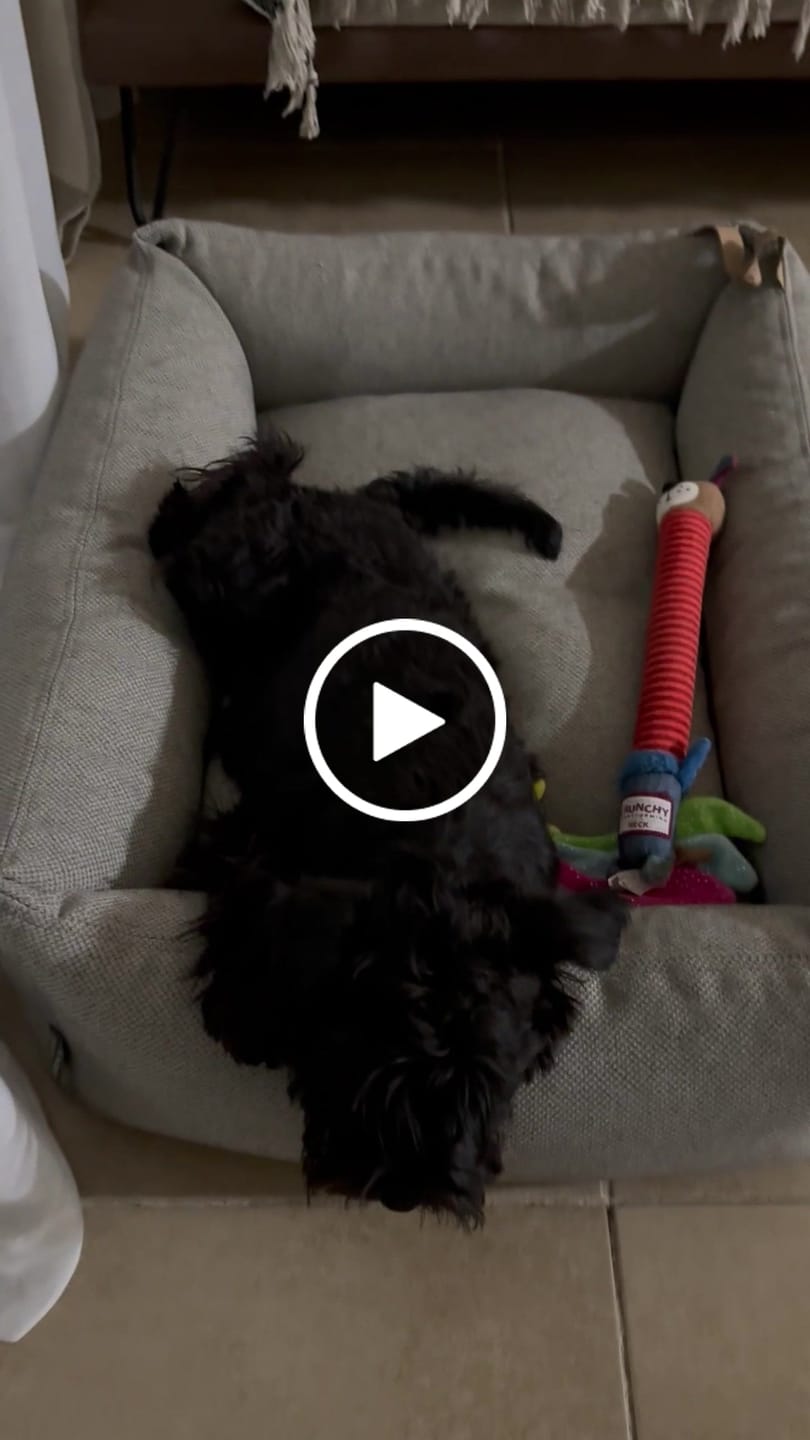 Customer video review of מיטה אורתופדית לכלב | MARE DOG BOX BED