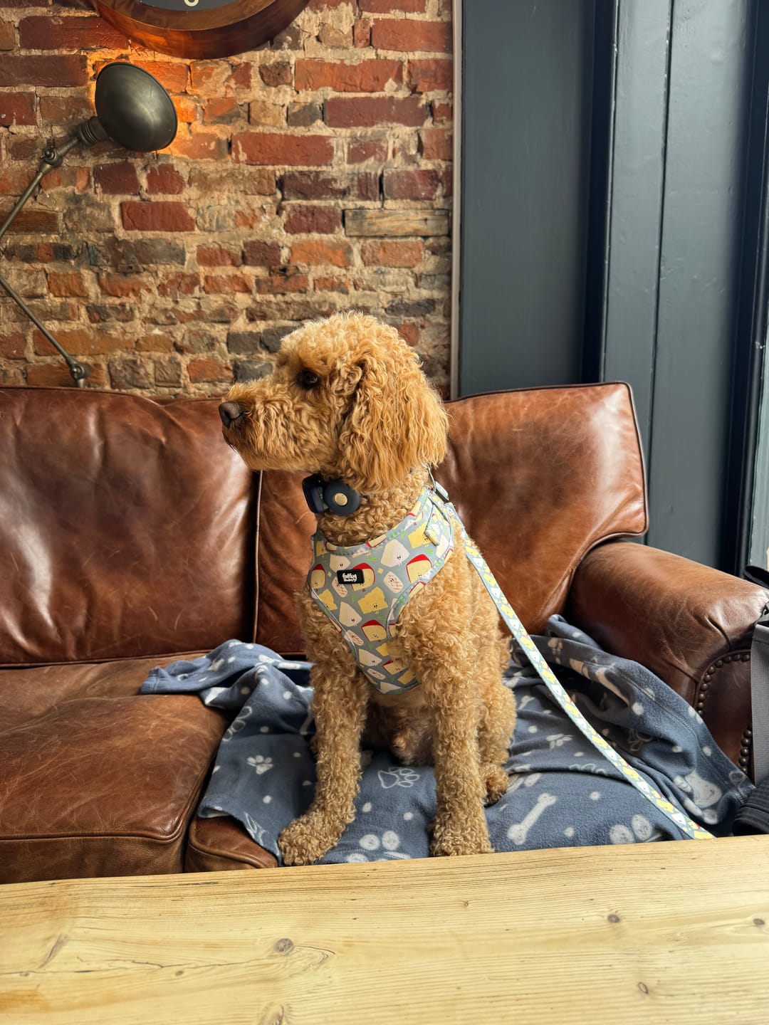 Customer photo review of Adjustable Dog Harness - We Brie'long Together