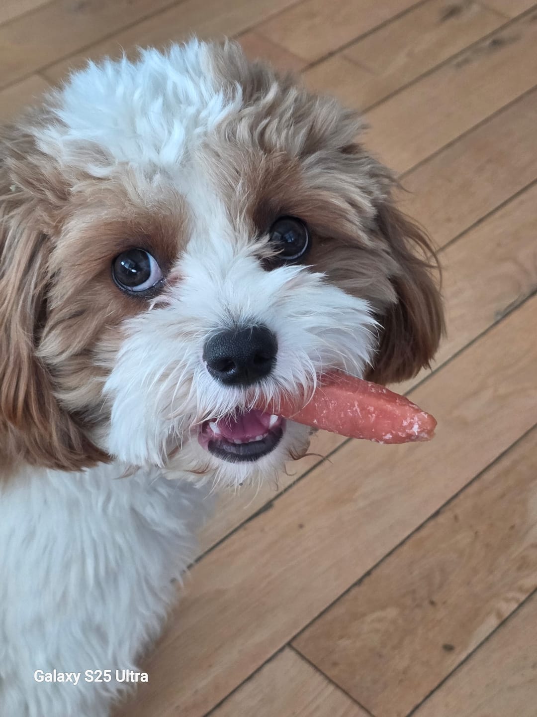 Customer photo review of Strawberry Yak Chews