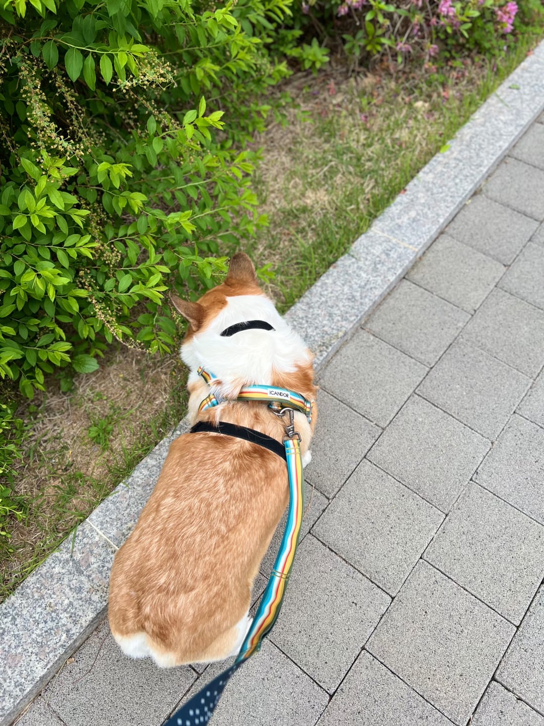 Customer photo review of Gentle Leash Bolt_Ripple
