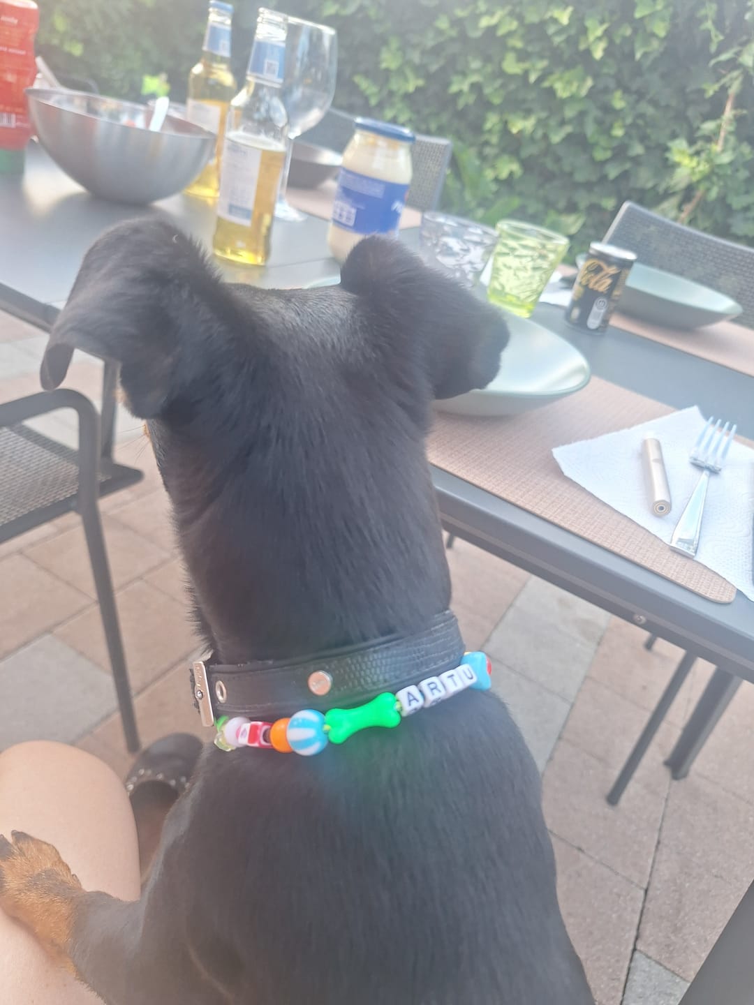 Customer photo review of Collanina canina carina