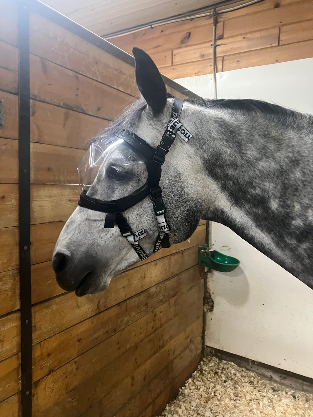 Customer photo review of Recovery Vizor - Clear UV Tint