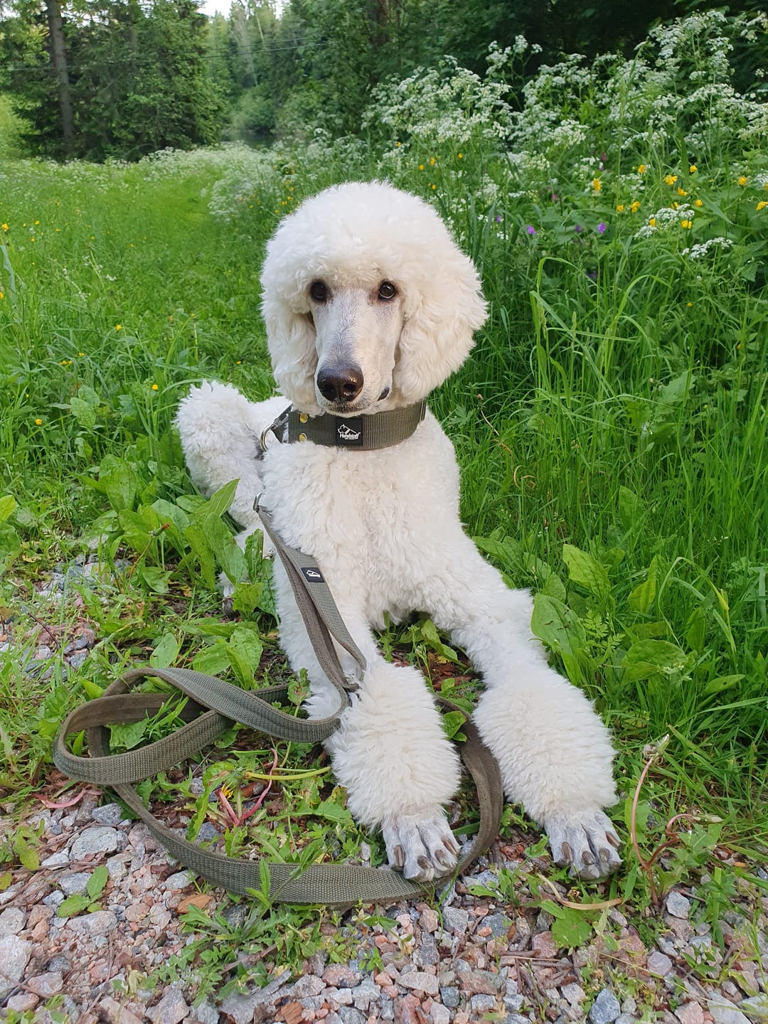 Customer photo review of Martingale Khaki - Brett fodrat halsband halvstryp