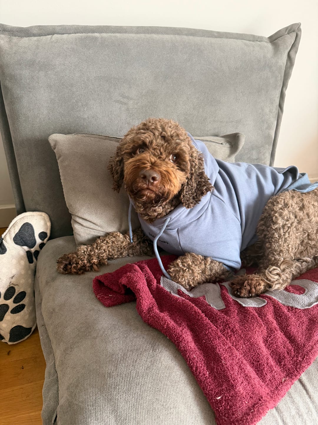 Customer photo review of Essential Dog Hoodie - Slate Blue