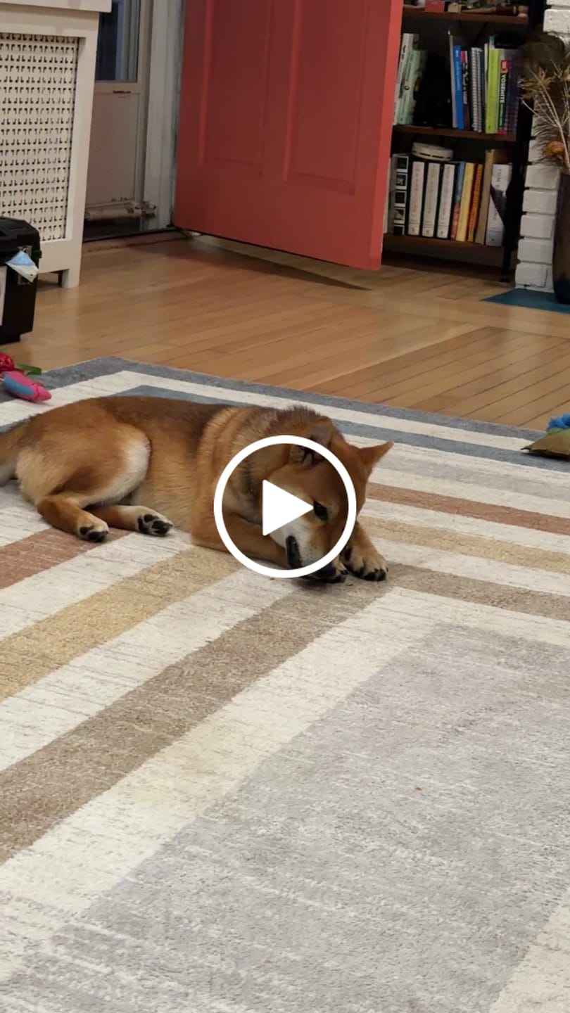 Customer video review of Beef Gullet Jerky Strips