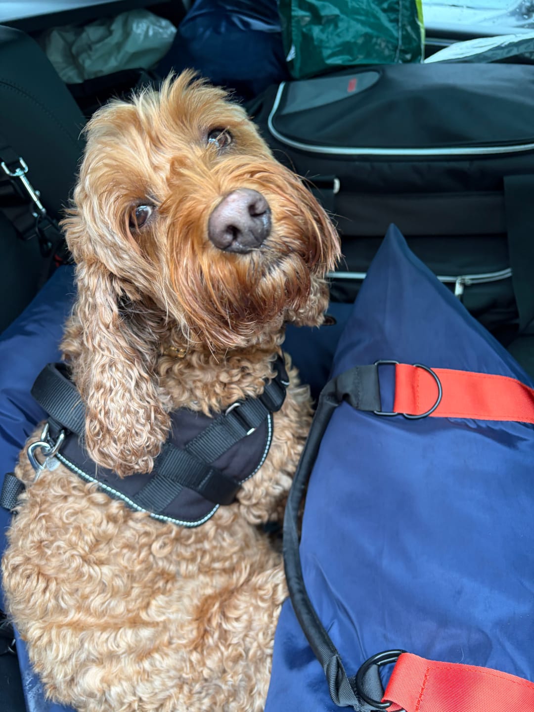Customer photo review of Safety Leash