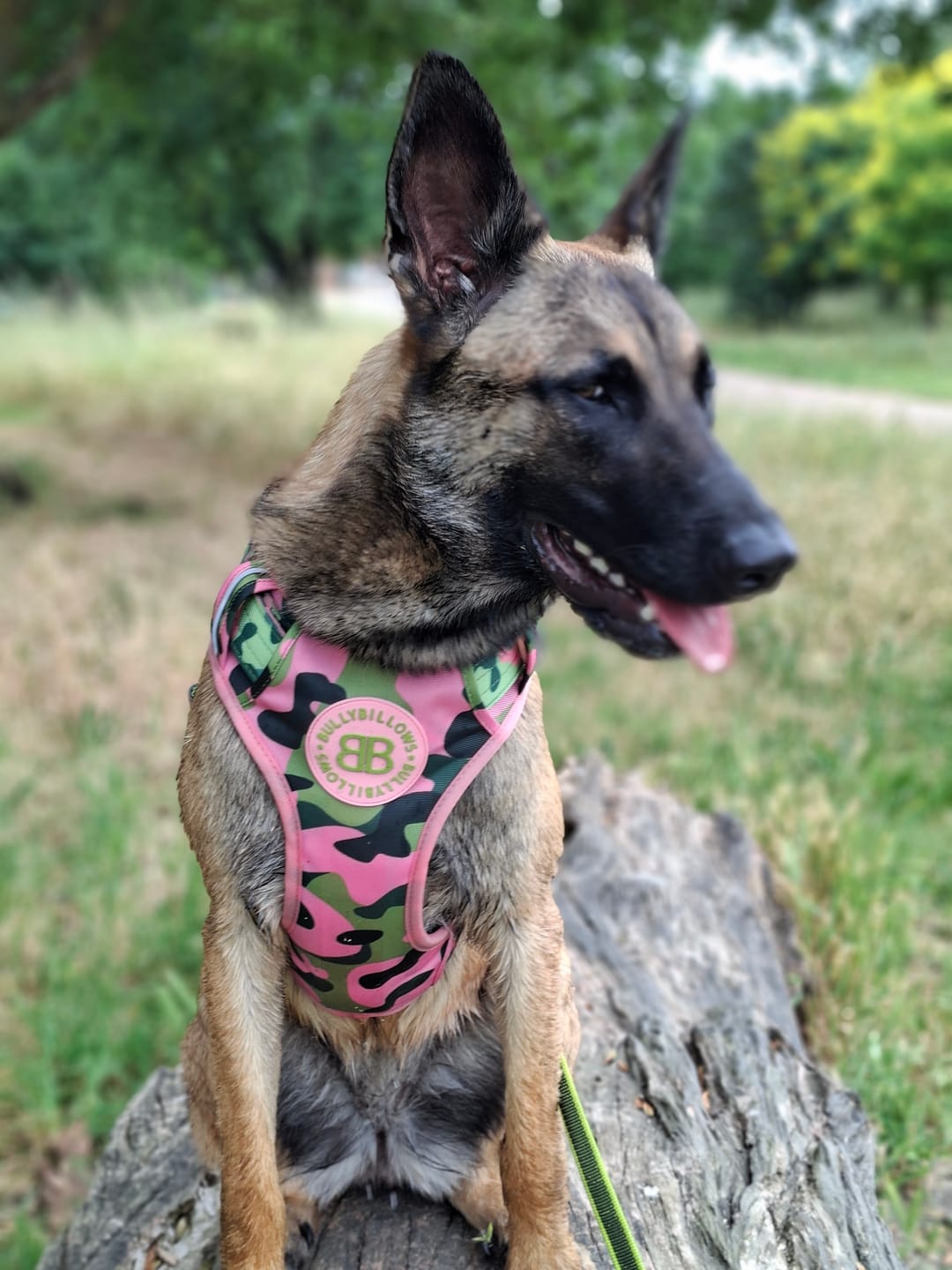 Customer photo review of Comfort Premium Harness | Non Restrictive - Pink Camouflage