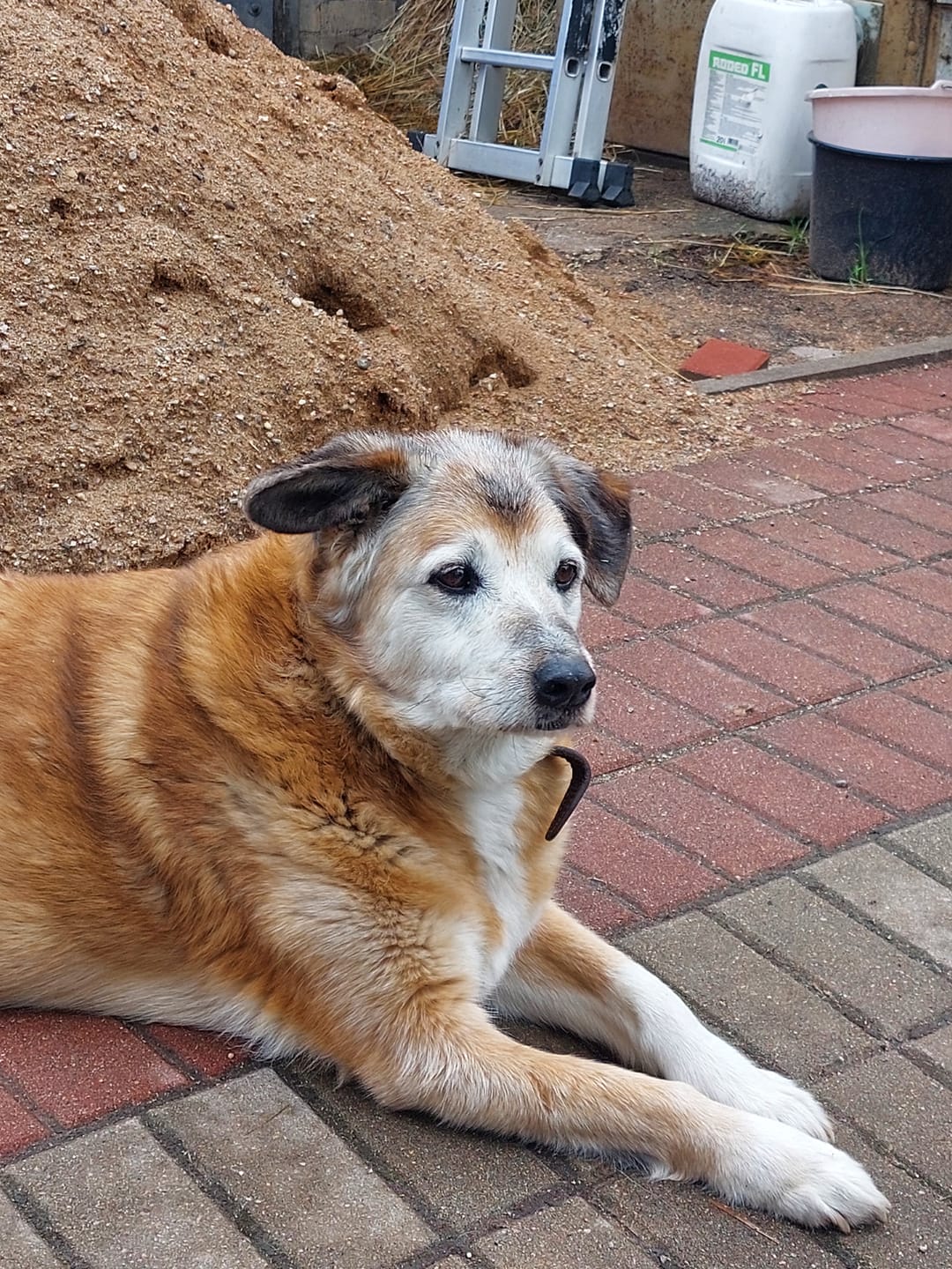 Customer photo review of For Senior Joints and Bones | Supplement for Old Dogs