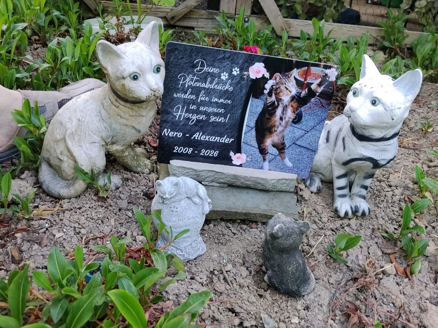 Customer photo review of Katzen Gedenktafel mit Foto & Spruch (UV- & Wetterfest)