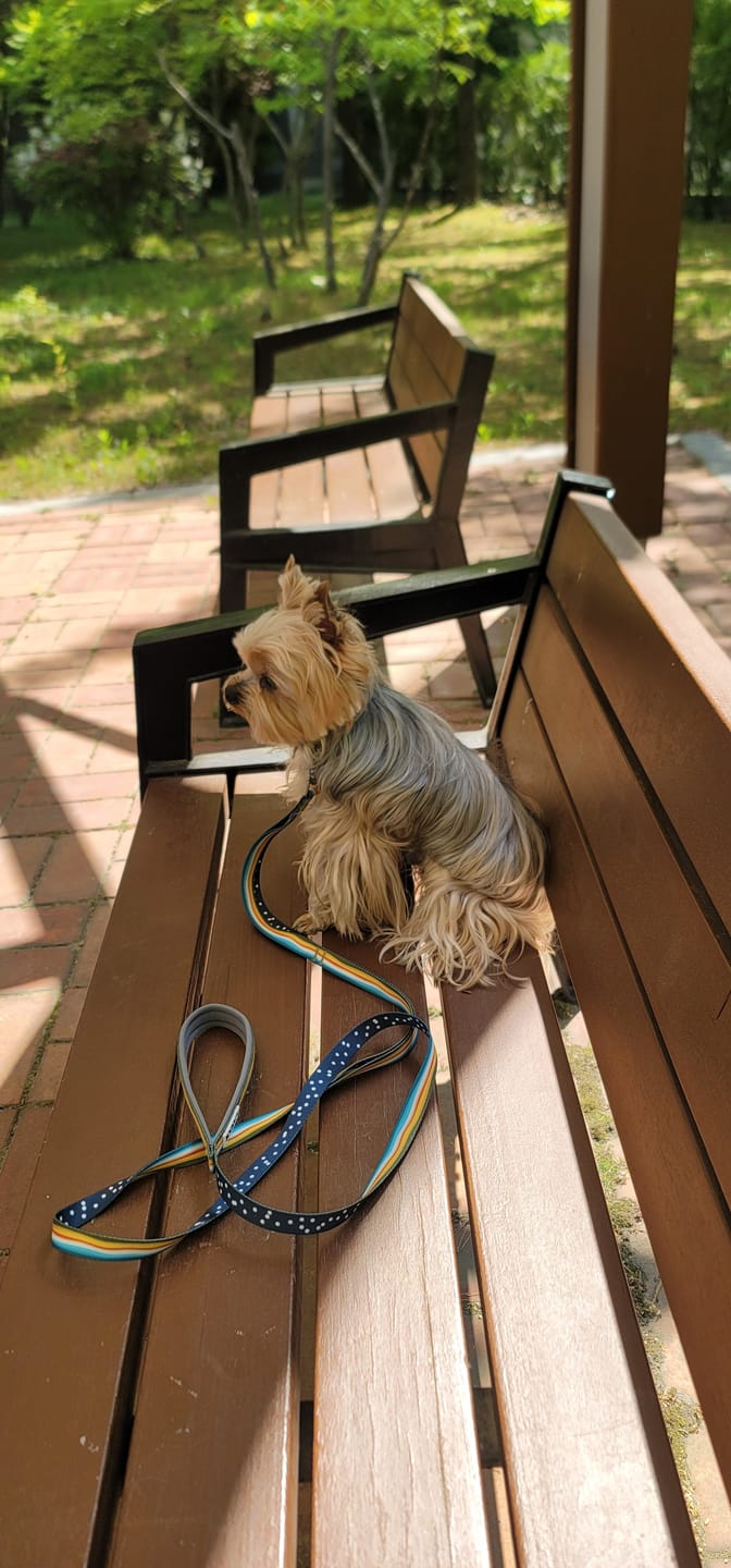 Customer photo review of Gentle Leash Bolt, 1.6m(15mm)_Ripple