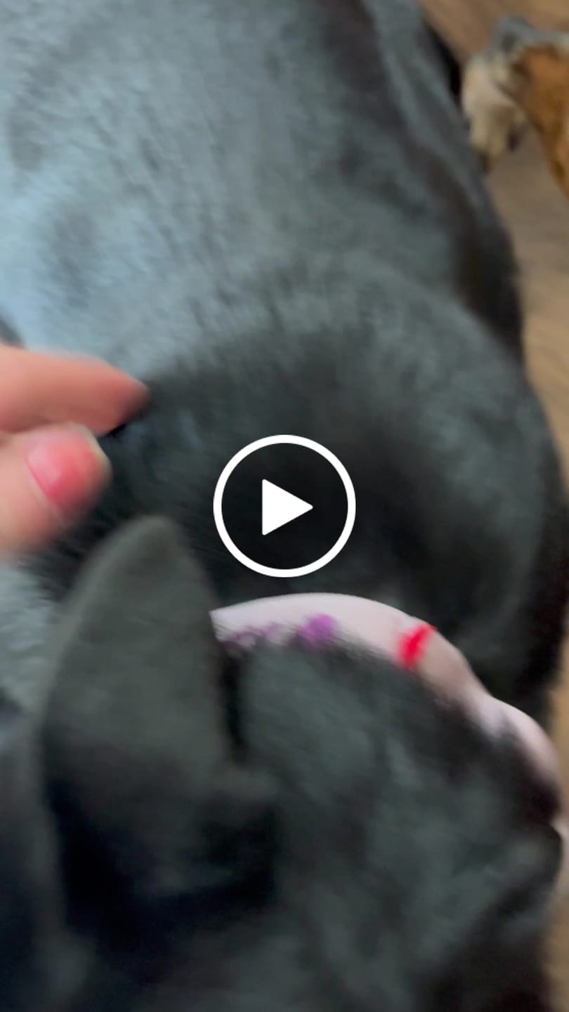 Customer video review of HNTR 3.0 Dog Harness - Sofia