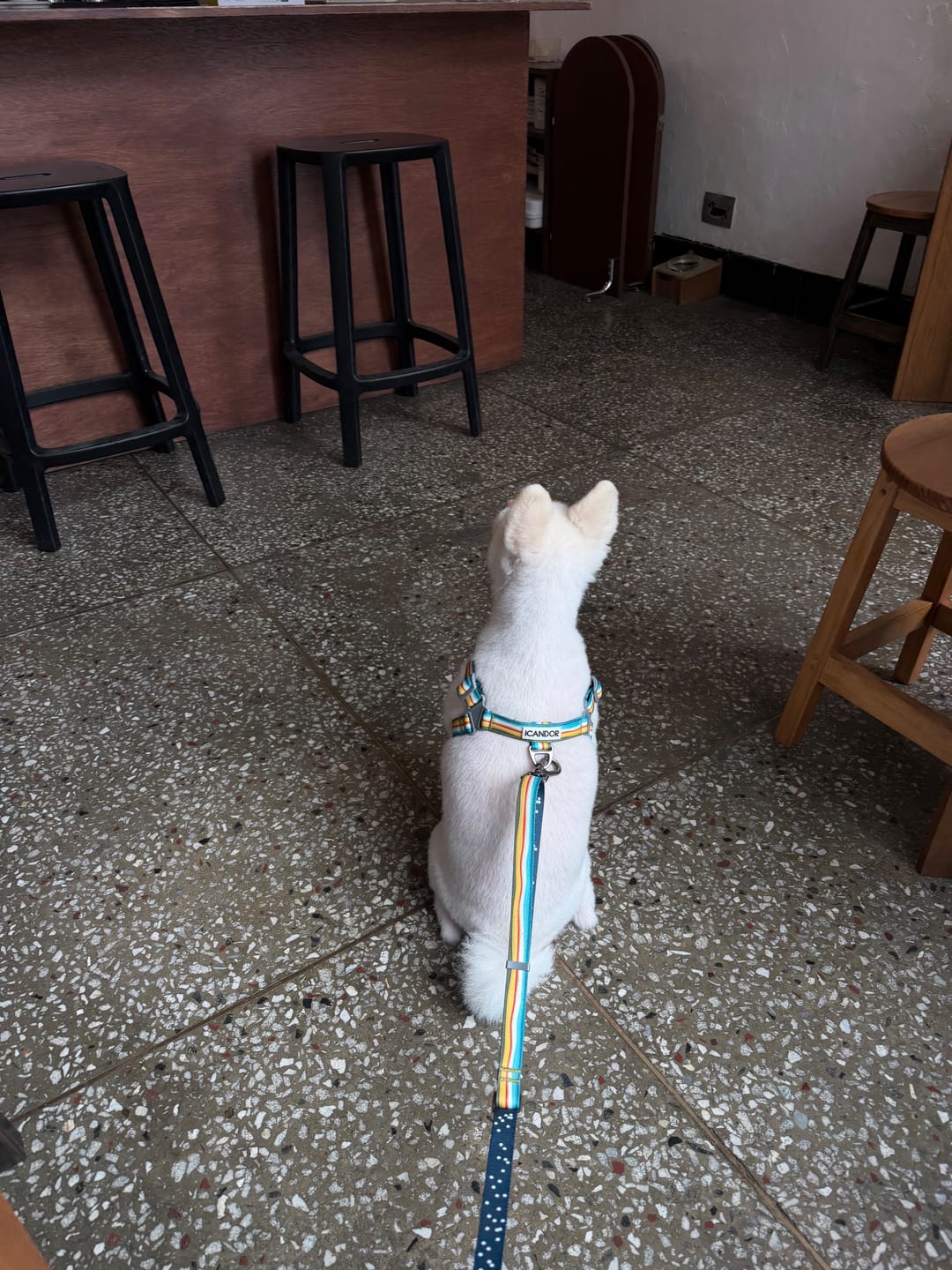 Customer photo review of No-Pull Harness_Ripple